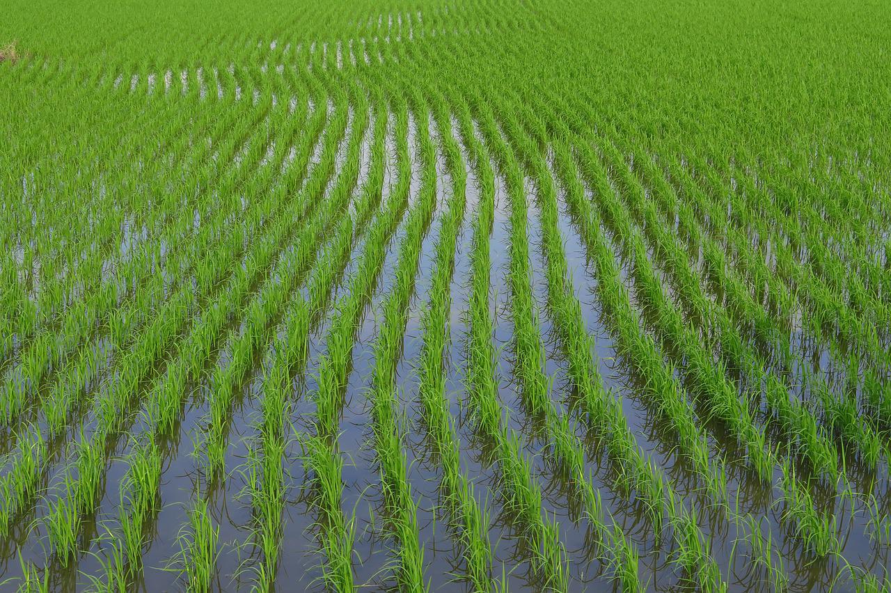 rice_Sept1_ff6130ecf8